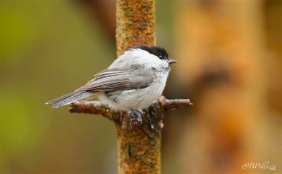 willow tit (Parus montanus) ssp. borealis