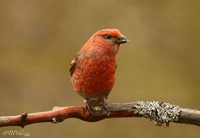 pine grosbeak(Pinicola enucleator)