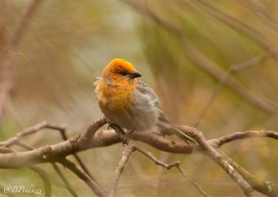 pine grosbeak(Pinicola enucleator)