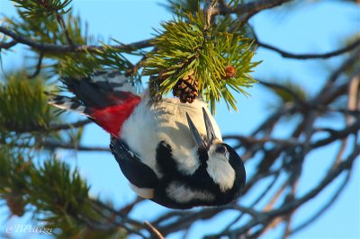 great spotted woodpecker (Dendrocopos major)