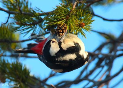 great spotted woodpecker (Dendrocopos major)