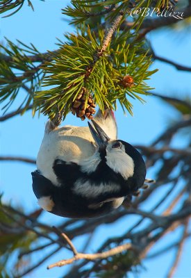 great spotted woodpecker (Dendrocopos major)