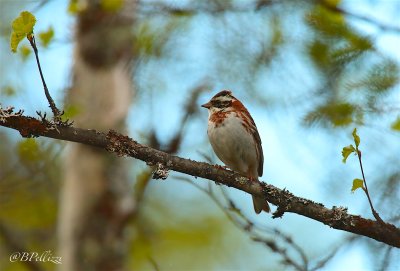 rustic bunting (Emberiza rustica)