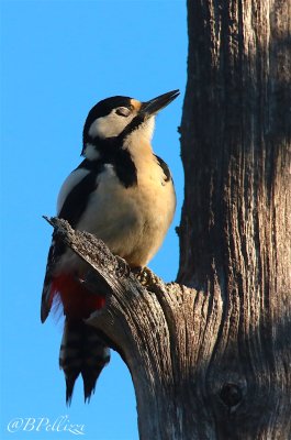 great spotted woodpecker (Dendrocopos major)