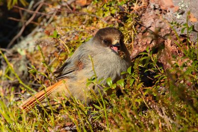 siberian jay (Perisoreus infaustus)