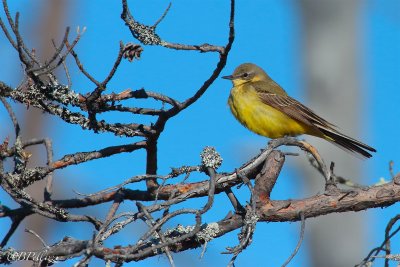 Western yellow wagtail (ssp. thunbergi)