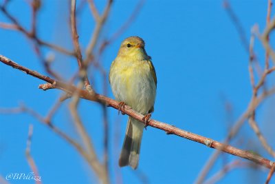 willow warbler (Phylloscopus trochilus)