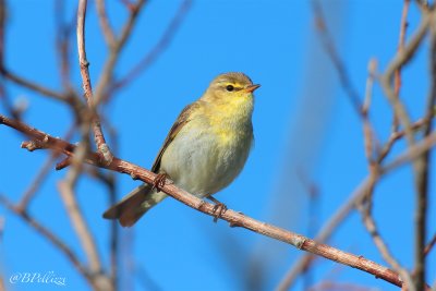 Willow warbler