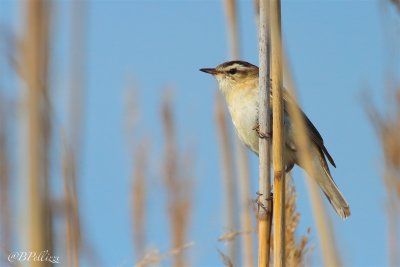 sedge warbler (Acrocephalus schoenobaenus)