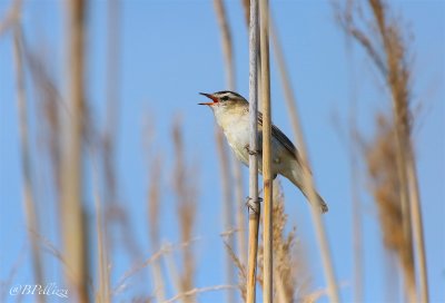 sedge warbler (Acrocephalus schoenobaenus)
