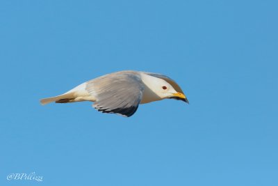 common gull (Larus canus)