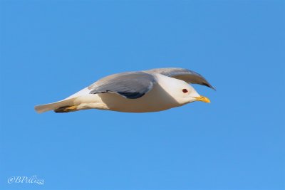 common gull (Larus canus)