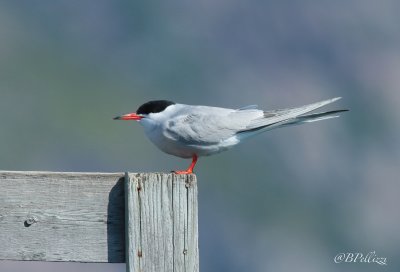 Common tern