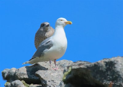herring gull (Larus argentatus)