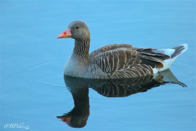 Greylag goose