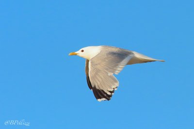 common gull (Larus canus)