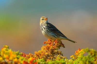 tree pipit (Anthus trivialis)