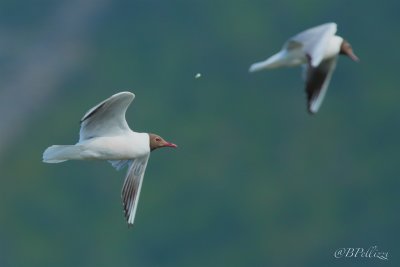 black-headed gull (Larus ridibundus)