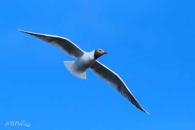 black-headed gull (Larus ridibundus)