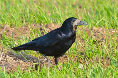 rook (Corvus frugilegus)