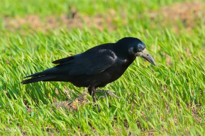 rook (Corvus frugilegus)