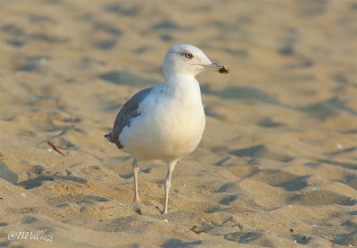 Herring gull (Larus argentatus)