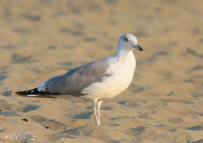 Herring gull