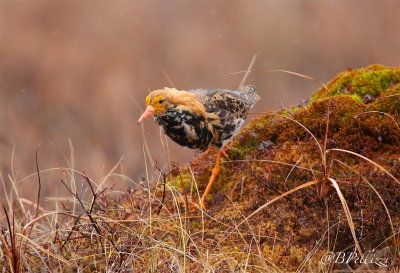 ruff (Philomachus pugnax)