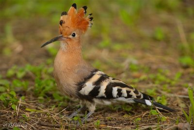 Hoopoe (Upupa epops)