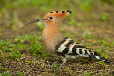 Hoopoe (Upupa epops)