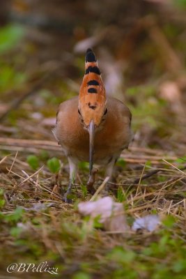 Hoopoe (Upupa epops)