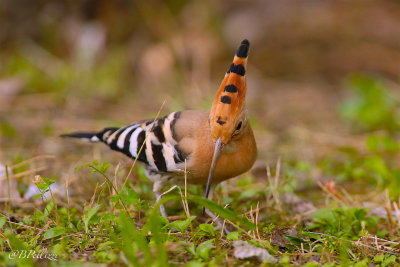 Hoopoe (Upupa epops)