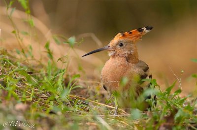 Hoopoe (Upupa epops)