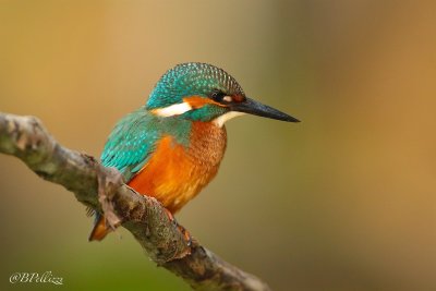 Common Kingfisher (Alcedo atthis)