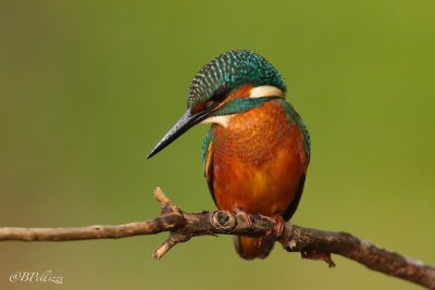 Alcedinidae