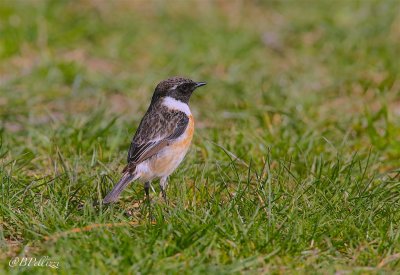 stonechat (Saxicola torquata)
