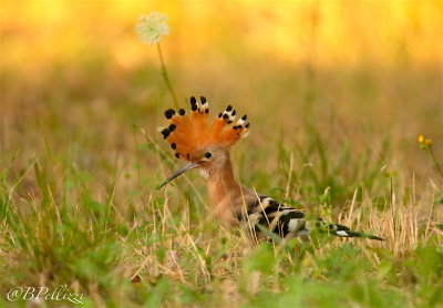 Hoopoe (Upupa epops)