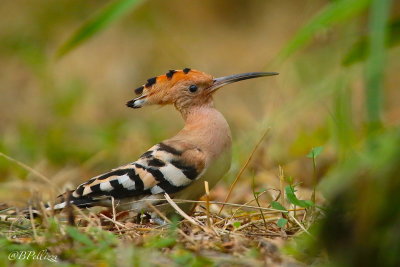 Hoopoe (Upupa epops)