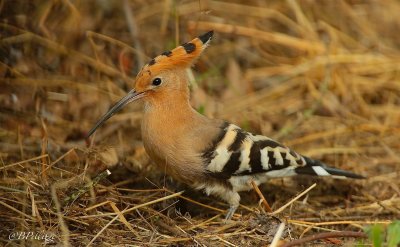 Hoopoe (Upupa epops)