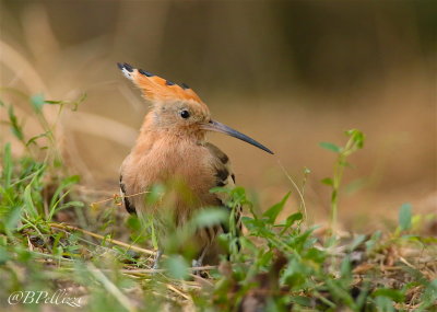 Hoopoe (Upupa epops)