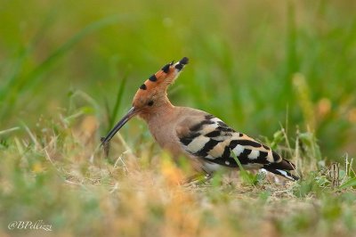 Hoopoe (Upupa epops)