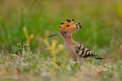 Hoopoe (Upupa epops)
