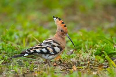 Hoopoe (Upupa epops)