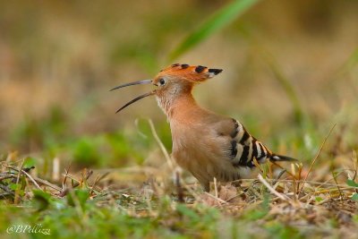 Hoopoe (Upupa epops)
