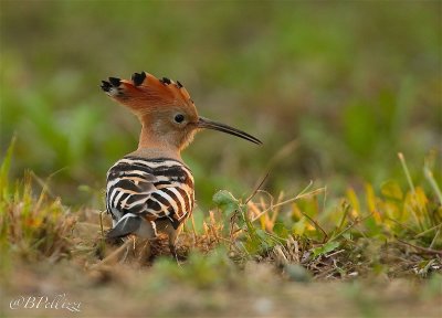 Hoopoe (Upupa epops)