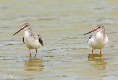 spotted redshank (Tringa erythropus)