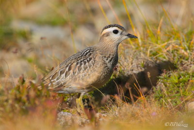 Dotterel (Charadrius morinellus)