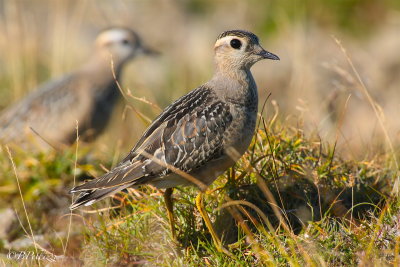 Dotterel (Charadrius morinellus)