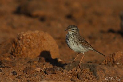 Berthelot's Pipit (Anthus berthelotii)