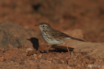 Berthelot's Pipit (Anthus berthelotii)